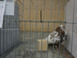 XIV Concurso Exposición de Palomas de Raza en Mula 2024